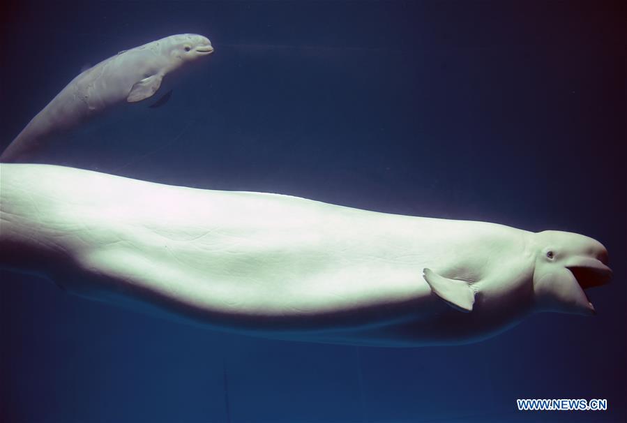 CHINA-CHANGSHA-BELUGA-BABY (CN)