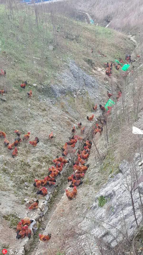 Real-life 'chicken run' in Guizhou