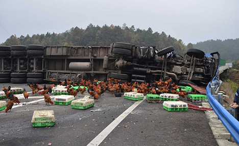 Real-life 'chicken run' in Guizhou