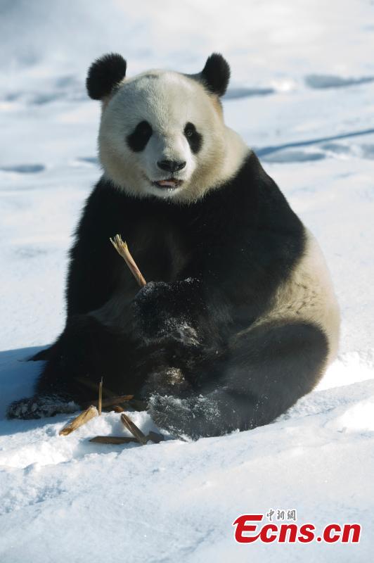 Pandas roll in snow at zoo in China's northernmost province