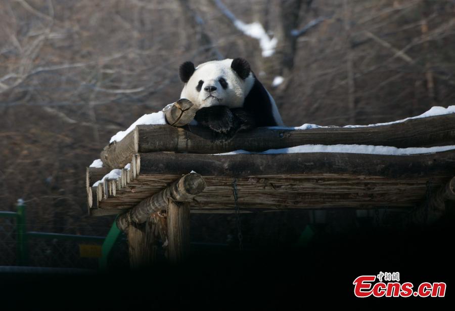 Pandas roll in snow at zoo in China's northernmost province