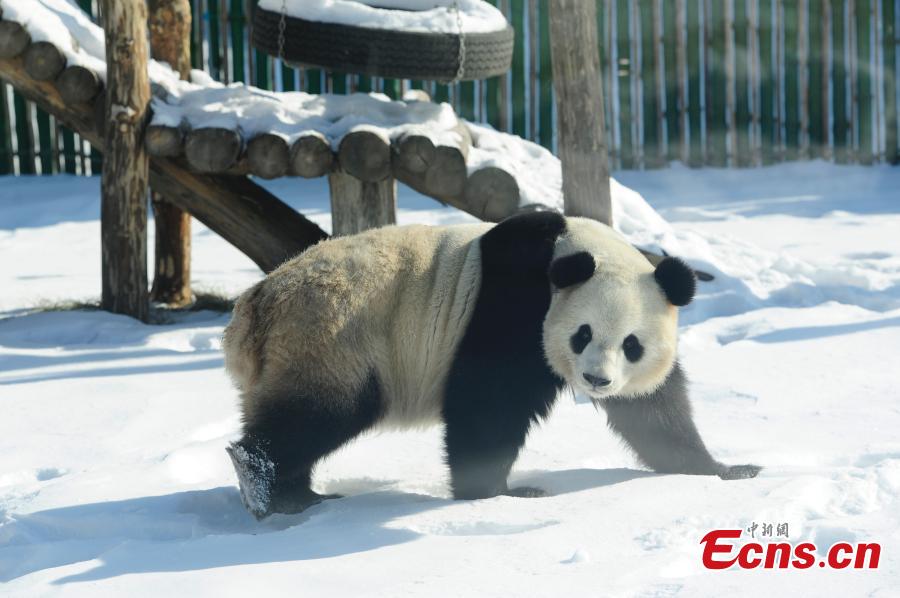 Pandas roll in snow at zoo in China's northernmost province