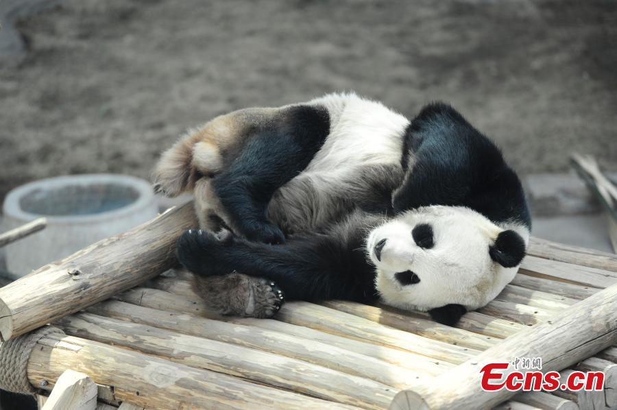 Pandas roll in snow at zoo in China's northernmost province