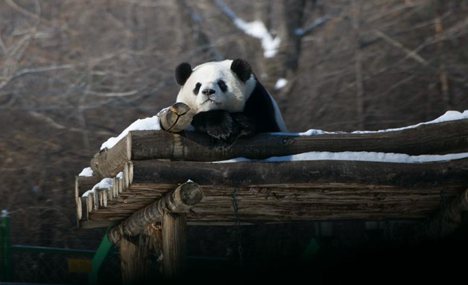 Pandas roll in snow at zoo