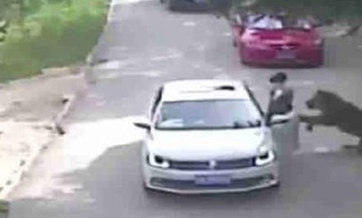 Beijing safari tiger attack survivor sues park for over 1.54 million yuan