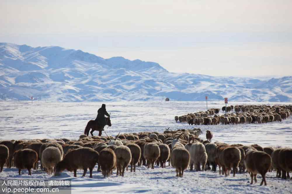 Livestock in Xinjiang head to winter pasture