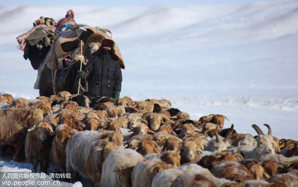 Livestock in Xinjiang head to winter pasture