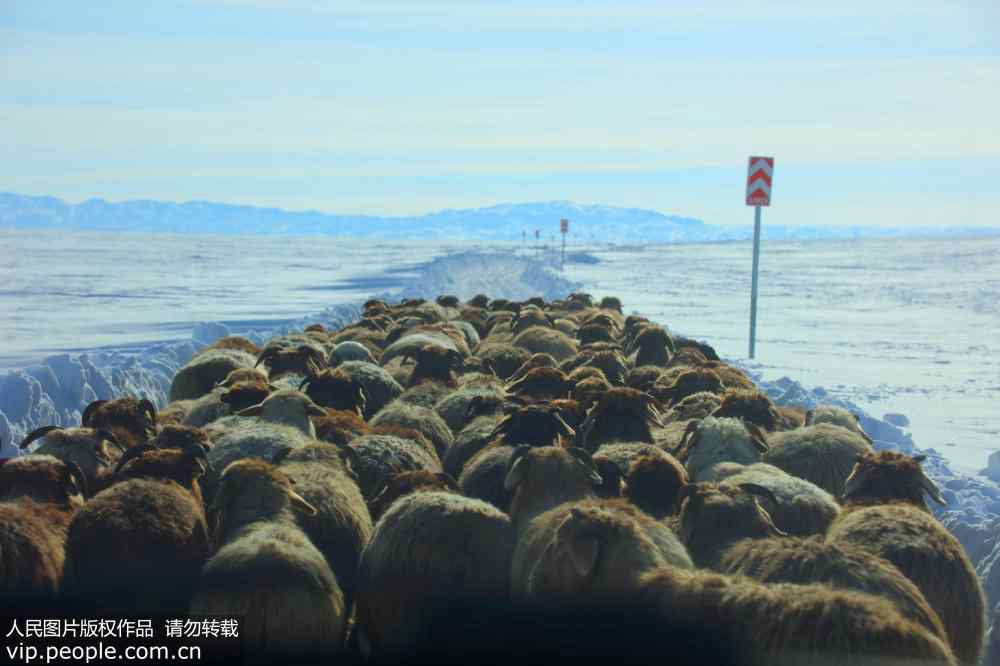 Livestock in Xinjiang head to winter pasture