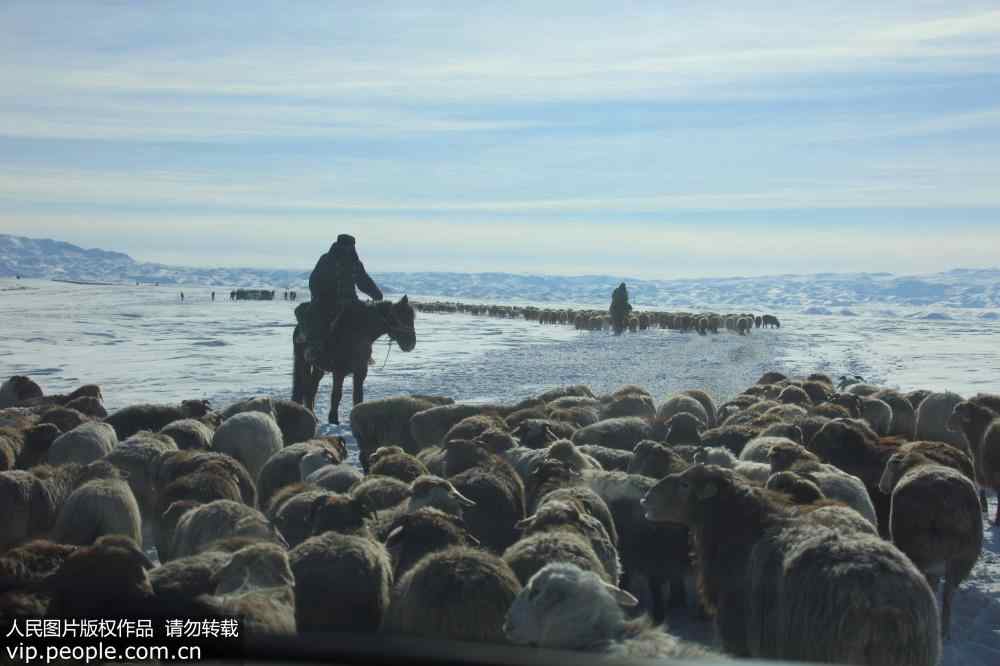 Livestock in Xinjiang head to winter pasture