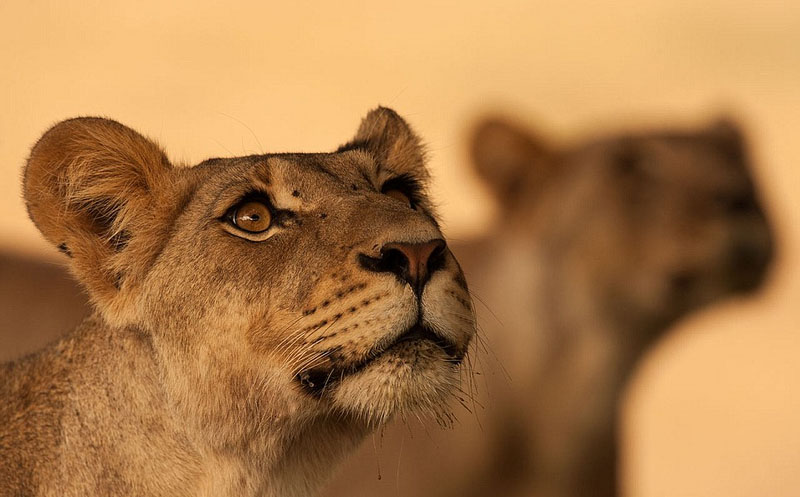 Wildlife photos from around world submitted for photography exhibition