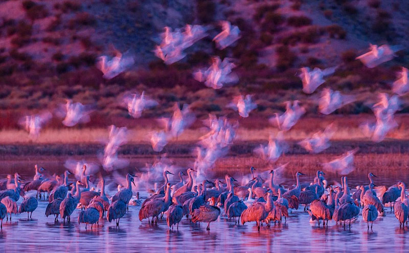 Wildlife photos from around world submitted for photography exhibition