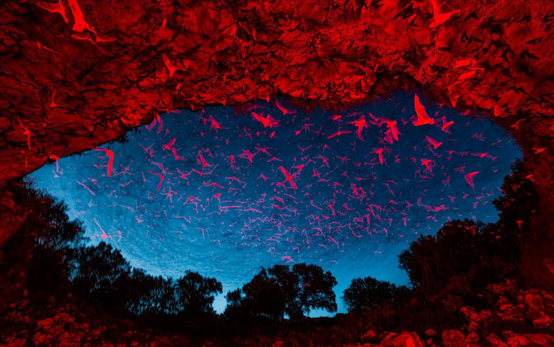 Wildlife photos from around world submitted for photography exhibition