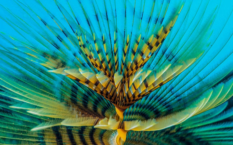 Wildlife photos from around world submitted for photography exhibition