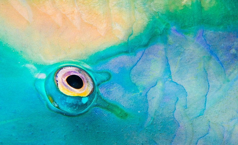 Wildlife photos from around world submitted for photography exhibition