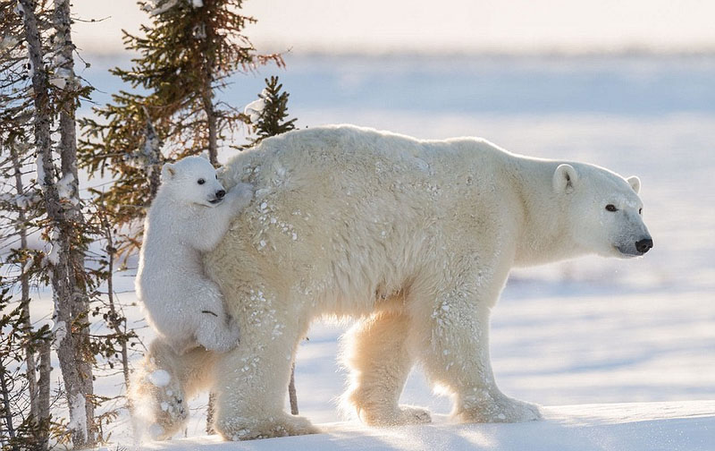 Wildlife photos from around world submitted for photography exhibition