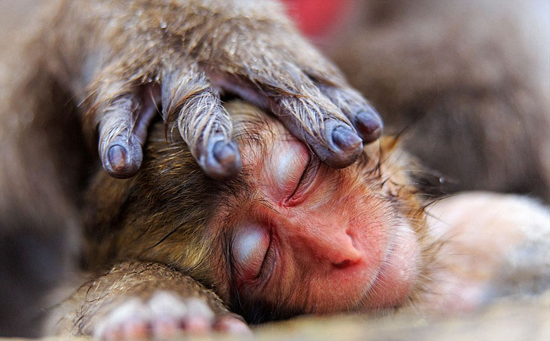 Wildlife photos from around world submitted for photography exhibition