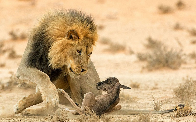 Wildlife photos from around world submitted for photography exhibition