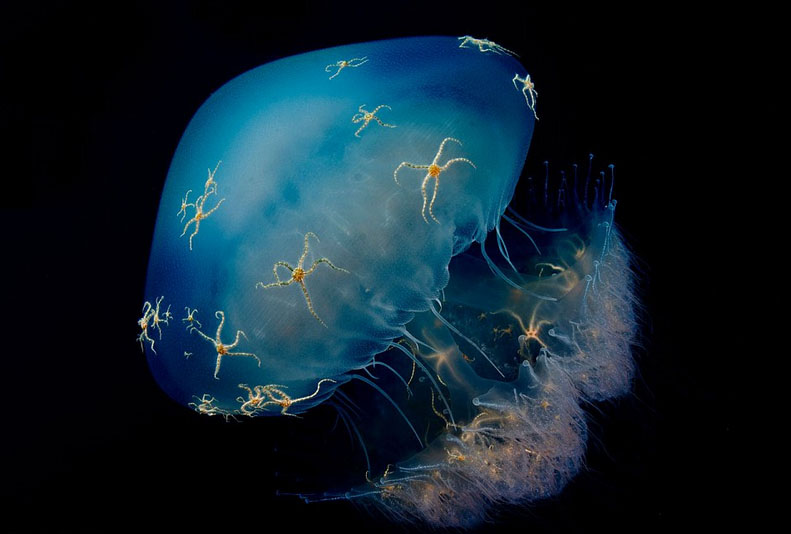 Wildlife photos from around world submitted for photography exhibition