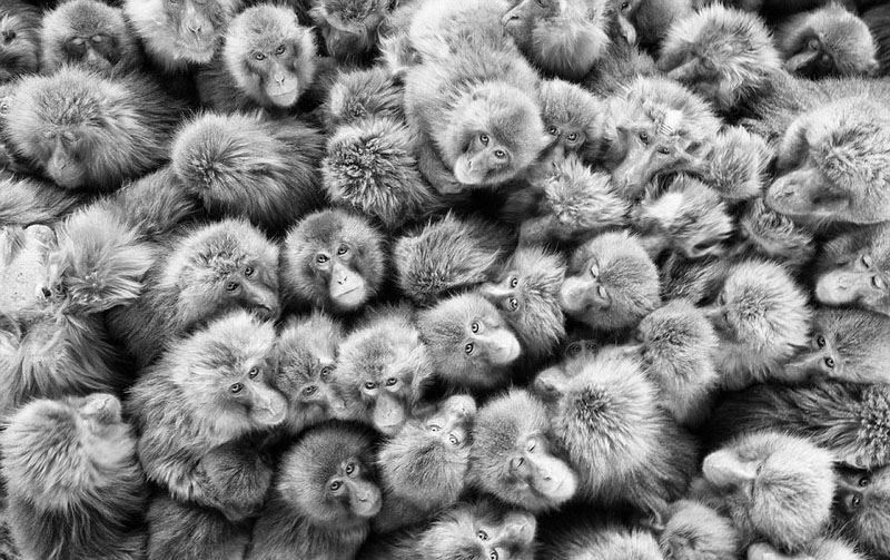 Wildlife photos from around world submitted for photography exhibition