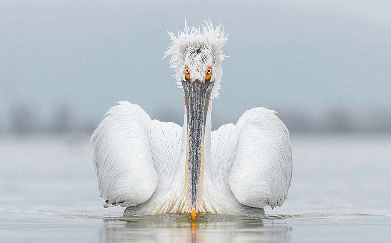 Wildlife photos from around world submitted for photography exhibition