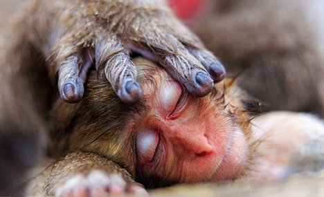 Wildlife photos for photography exhibition