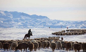 Livestock in Xinjiang head to winter pasture