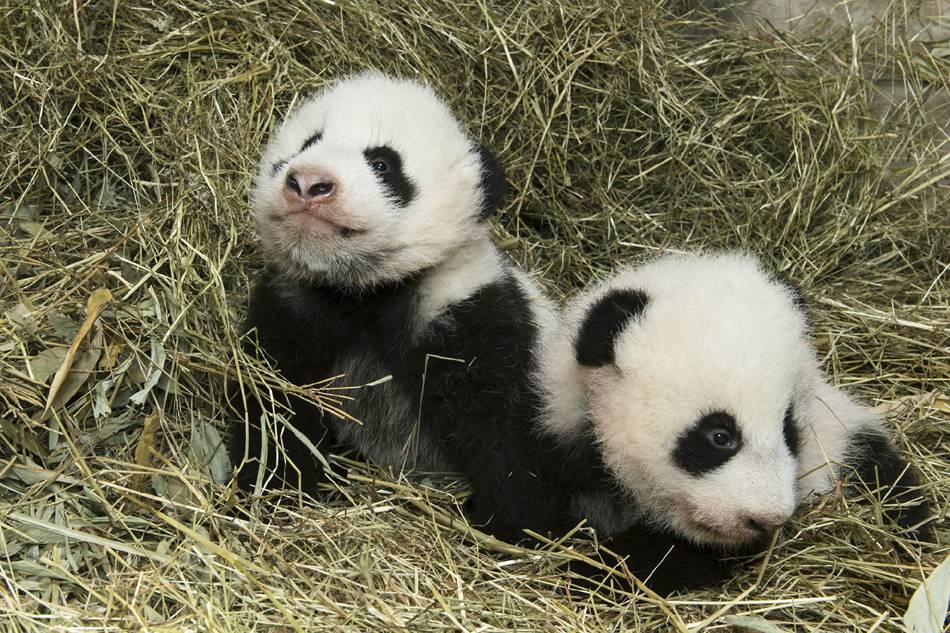 Twin panda cubs in Austria officially given names at ceremony