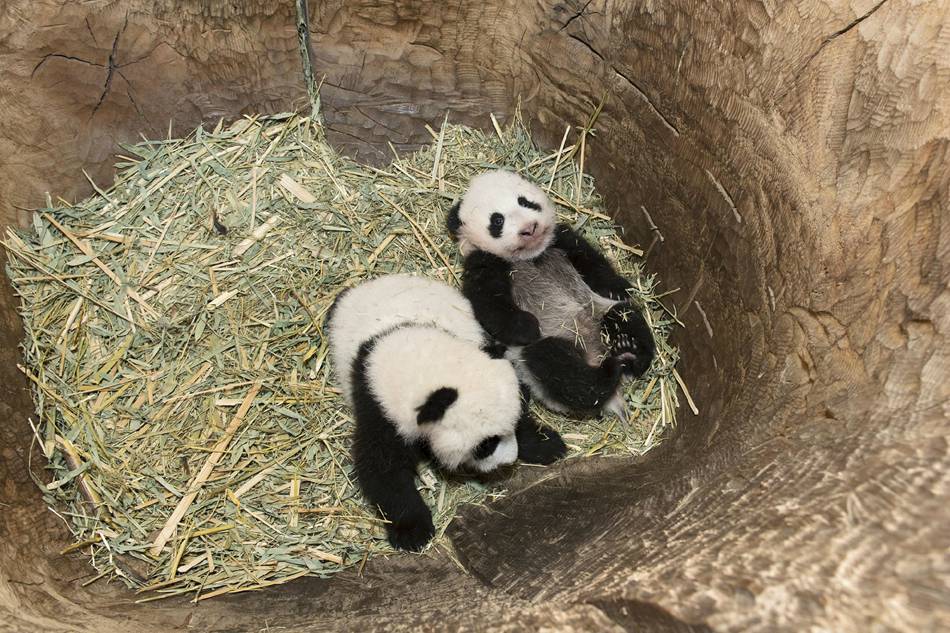Twin panda cubs in Austria officially given names at ceremony