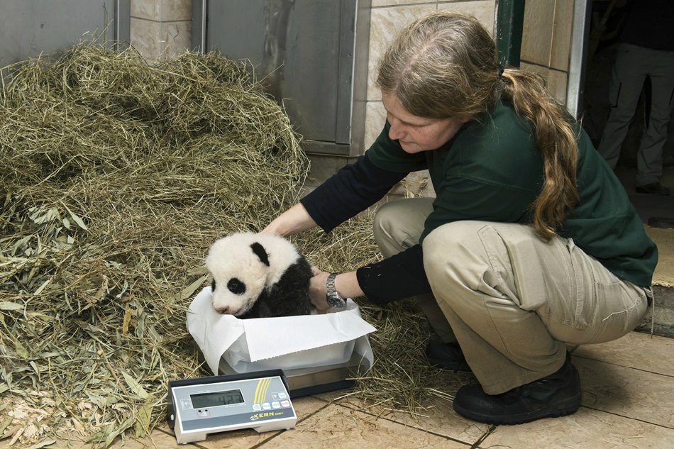 Twin panda cubs in Austria officially given names at ceremony