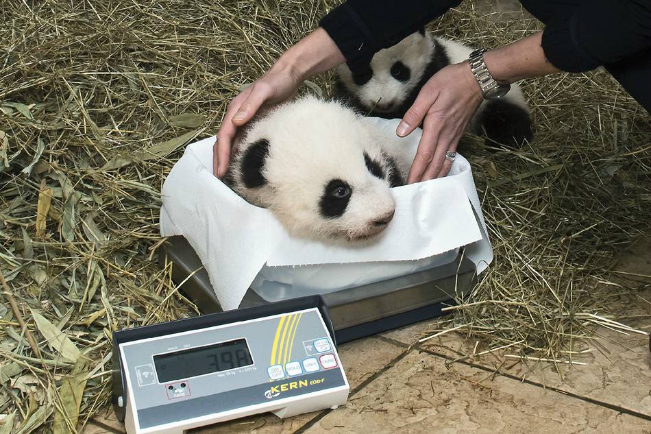 Twin panda cubs in Austria officially given names at ceremony
