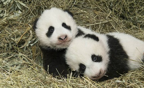 Ceremony held to give names for twin pandas in Austria