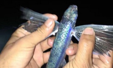 Fish with 'wings' and 'legs' captured in Fujian