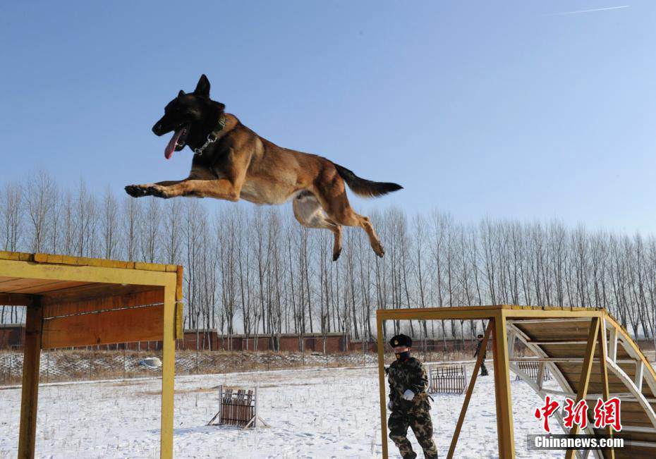 Search and rescue dogs show off skills