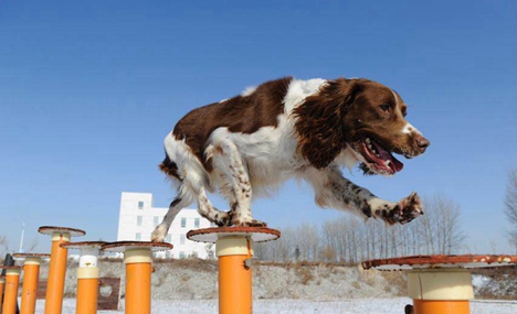 Search and rescue dogs show off skills