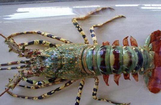 Giant lobster captured in Fujian