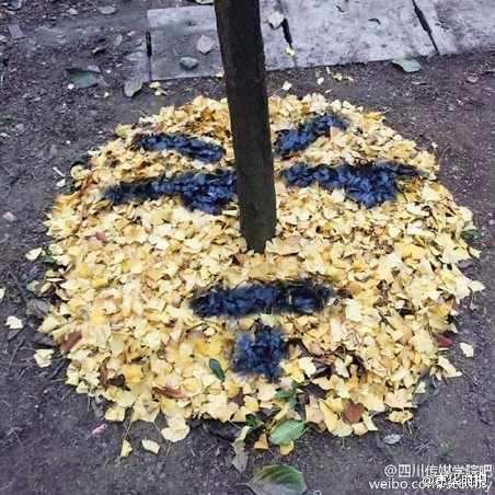 University students make smiley faces out of ginkgo leaves