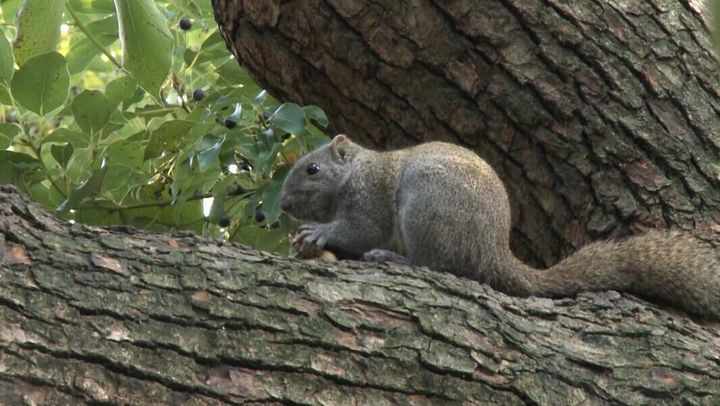 Hangzhou squirrels gain weight due to overeating