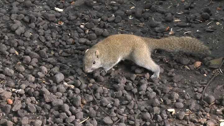Hangzhou squirrels gain weight due to overeating