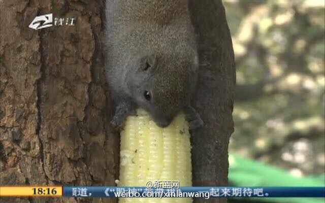 Hangzhou squirrels gain weight due to overeating