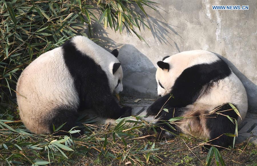 Giant pandas returning from U.S. adapt to Chinese life