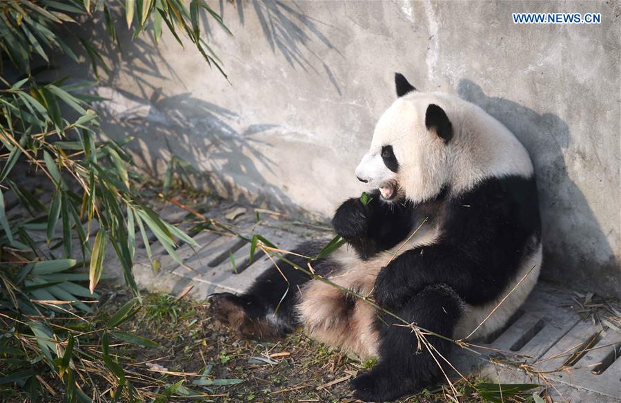 Giant pandas returning from U.S. adapt to Chinese life