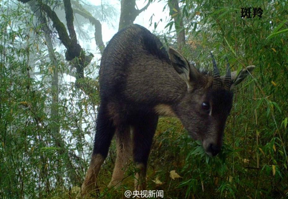 Animal selfies in Baishuijiang Nature Reserve