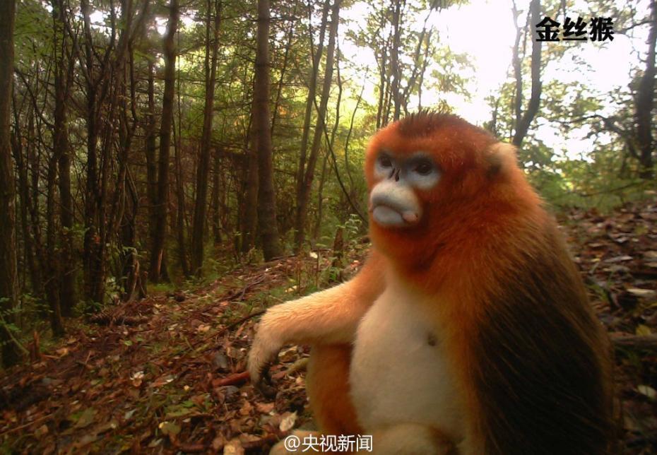 Animal selfies in Baishuijiang Nature Reserve