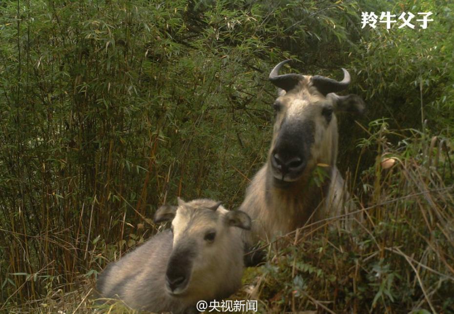 Animal selfies in Baishuijiang Nature Reserve