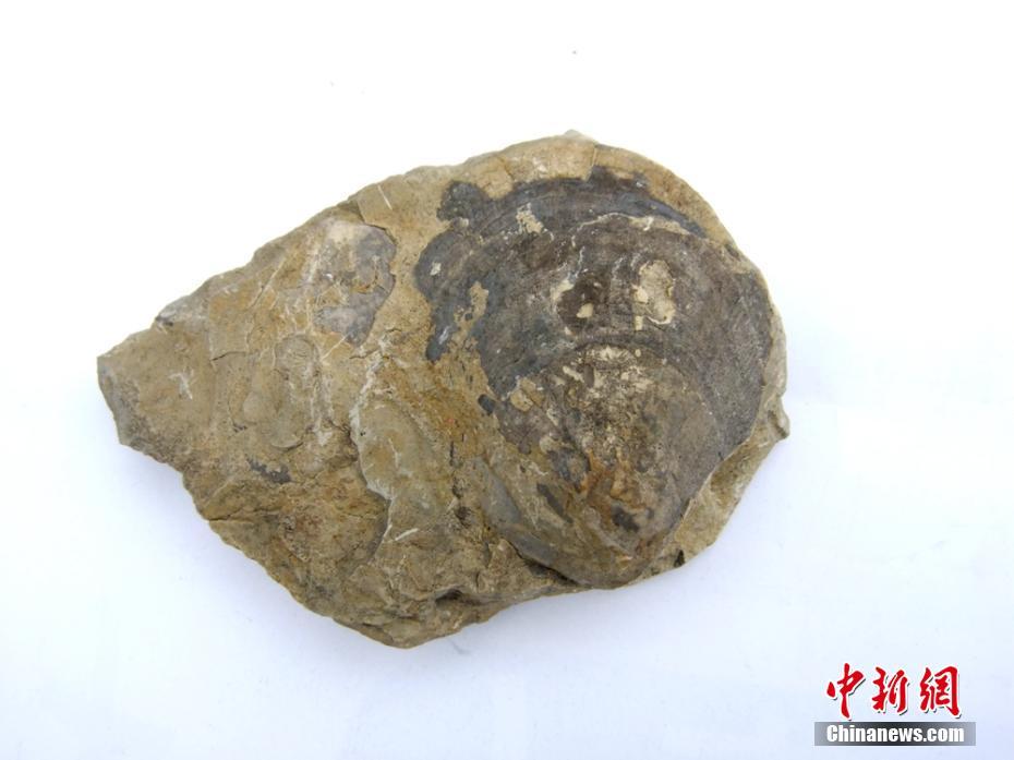 Ammonite fossils found in Sichuan