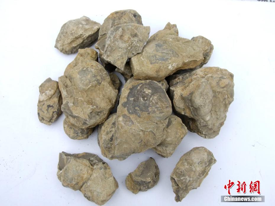 Ammonite fossils found in Sichuan