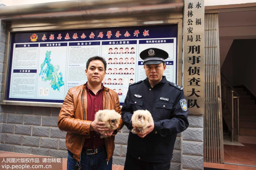 Fluffy baby barn owls found in Guangxi orchard