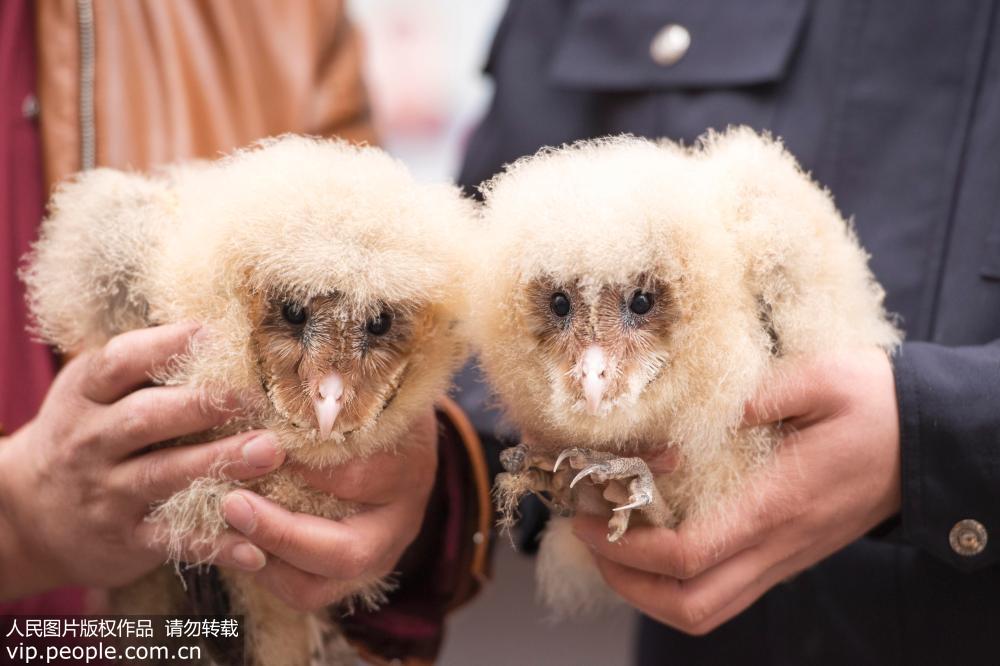 Fluffy baby barn owls found in Guangxi orchard