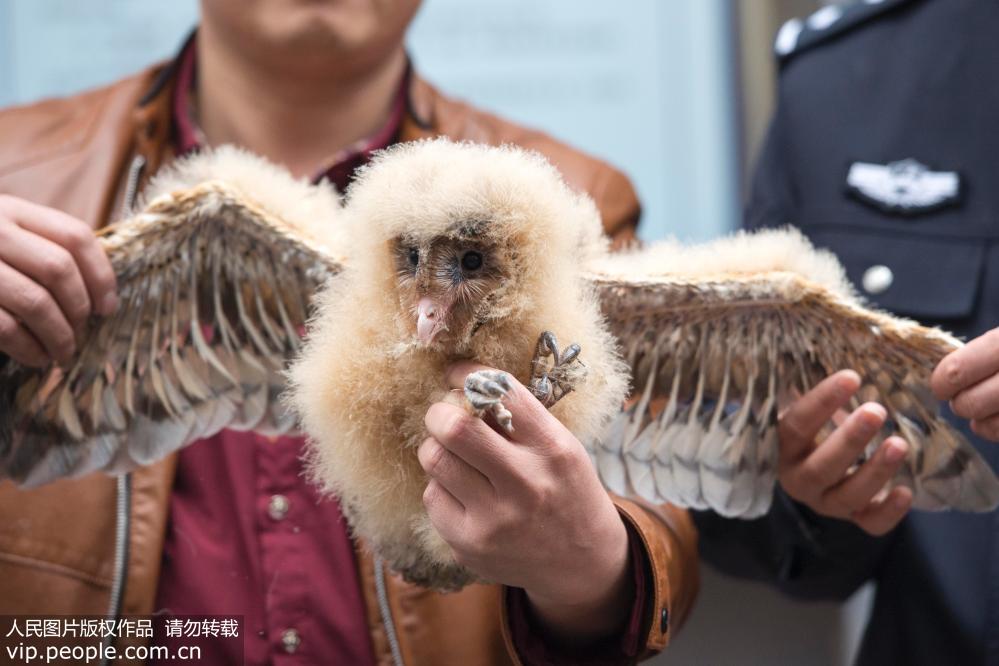 Fluffy baby barn owls found in Guangxi orchard