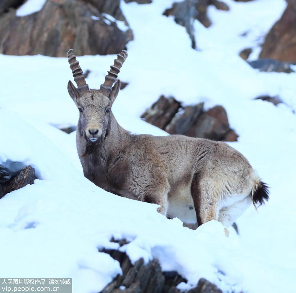 Rare species of wild goat captured on film